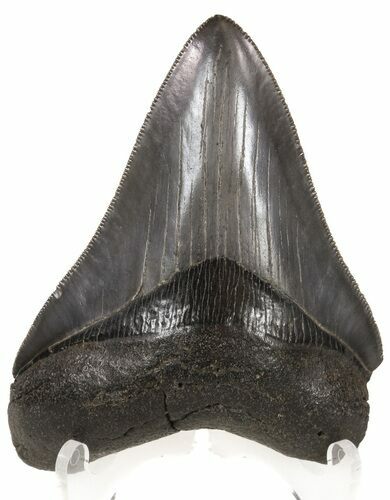 Serrated, Fossil Megalodon Tooth - Georgia #52802
